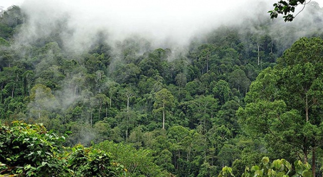 Amazonlar&#039;daki orman tahribatı artıyor