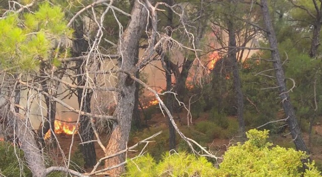Bodrum&#039;da orman yangını! Ekipler müdahale ediyor