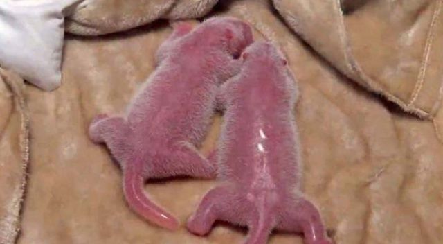 Dünyanın en ağır dev panda ikizleri doğdu
