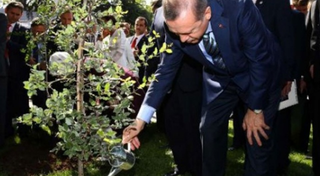 Erdoğan&#039;dan &#039;ağaç dikme bayramı&#039; düşüncesine onay