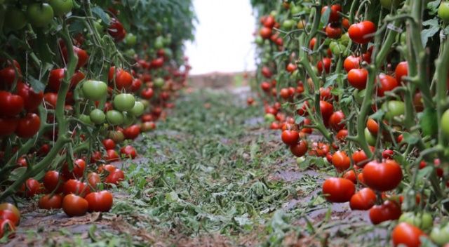 Erzincan&#039;da domates üretimi artıyor