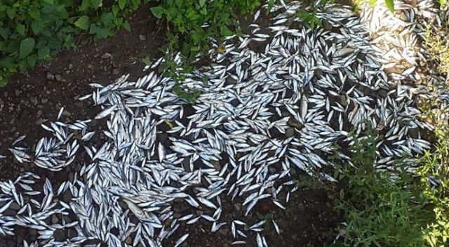 Kepsut&#039;ta balık ölümlerinin oksijensizlikten olduğu açıklandı