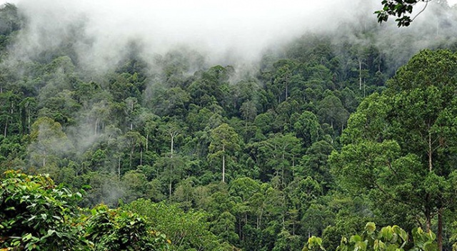Amazonlardaki orman tahribatında artış