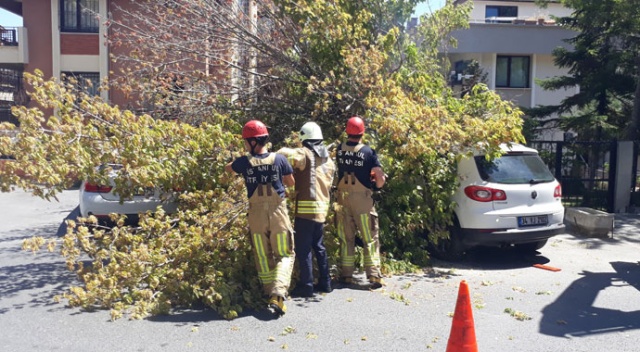 Florya&#039;da bir ağaç, 3 aracın üzerine devrildi