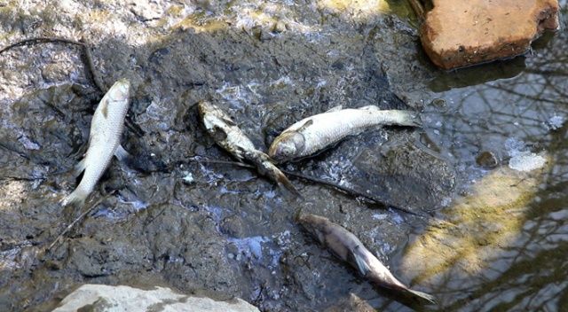 Barajdaki balık ölümleri balıkçıları endişelendirdi