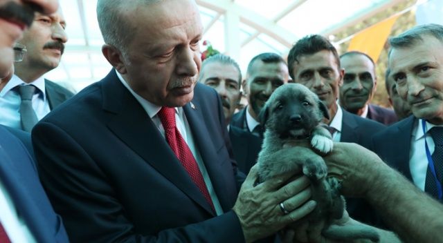 Cumhurbaşkanı Erdoğan&#039;a Kangal yavrusu hediye edildi