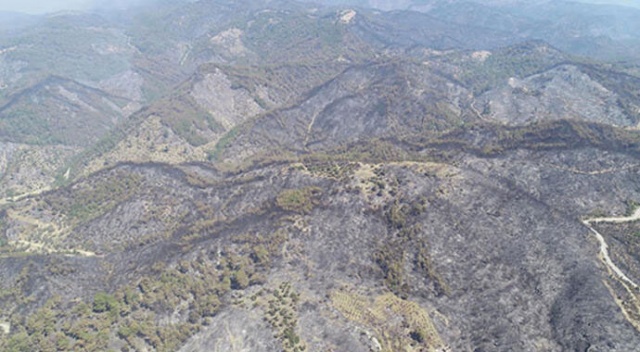 İzmir&#039;de yanan orman alanı Şubat&#039;a kadar ağaçlandırılacak! İlk fidan 11 Kasım&#039;da dikilecek