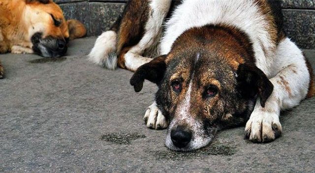 Artvin&#039;de yaylaya bırakılan sokak köpekleri krize neden oldu
