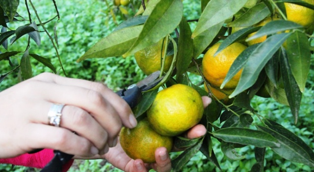Bodrum’da mandalina hasadı başladı