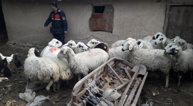 Çaldıkları koyunlarla yakalanan şüpheliler tutuklandı