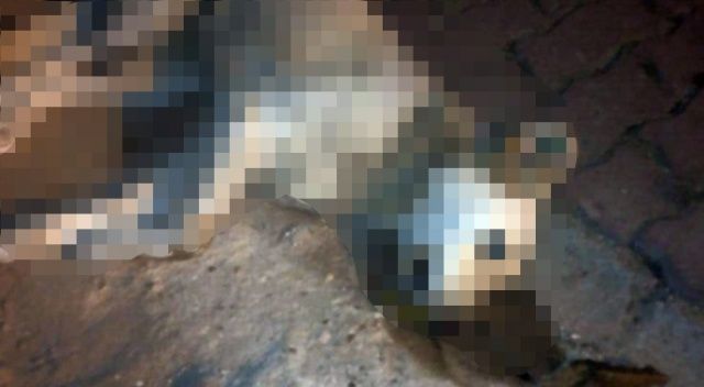 Çatalca’da 18 sokak hayvanının zehirlenerek öldürüldüğü iddiası
