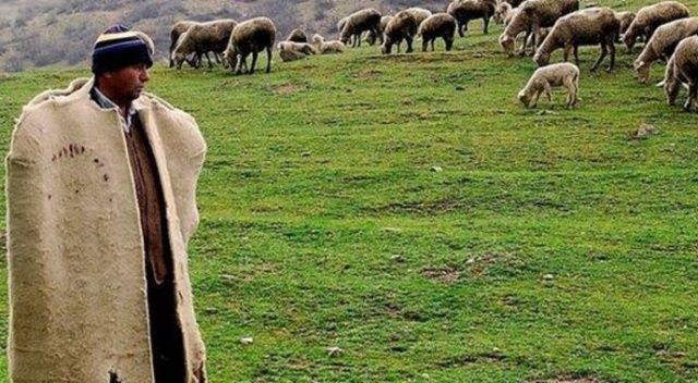 Devletten 62 milyon lira  çoban desteği