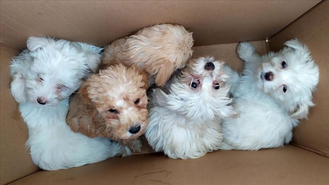 Kapıkule&#039;de karton kutularda 14 köpek yavrusu bulundu