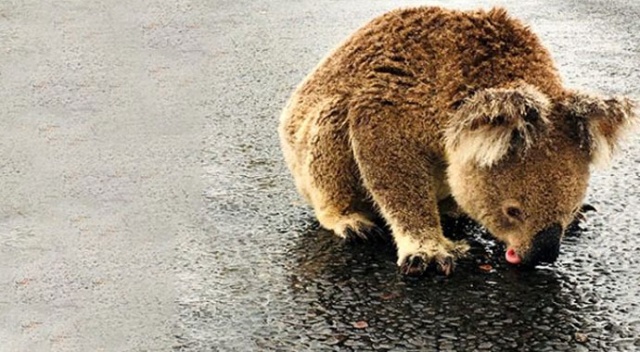 Avustralya&#039;daki yangınlar sonrası yağmur yağdı, koalalar asfalttan su içti