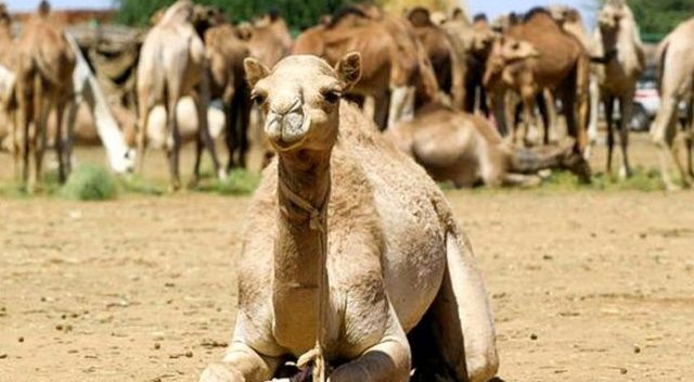 Veterinerlerden Avustralya’daki deve katliamına tepki