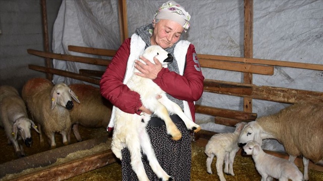 Kadın girişimci hibe koyunlarla kendi çiftliğini ve mandırasını kurdu