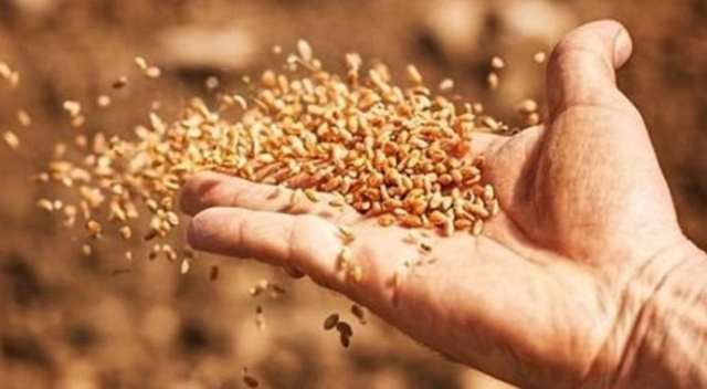 Tarlada-ihracatta tohum seferberliği