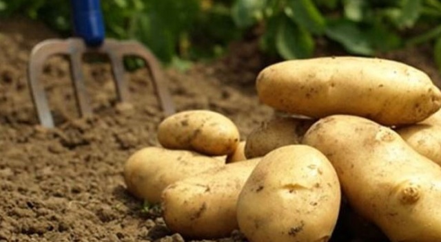 Patates soğan çetesi işbaşında