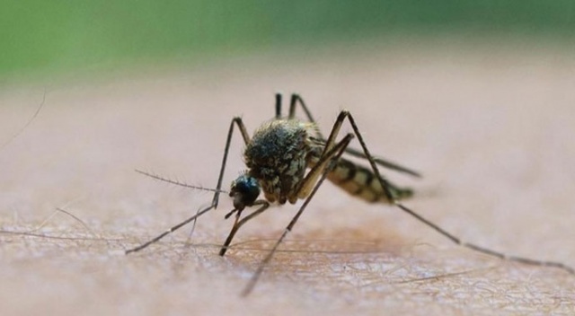 Sivrisineklerden koronavirüs bulaşır mı? Dünya sağlık örgütünden açıklama