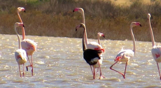 Siyah flamingo yeniden Türkiye’de
