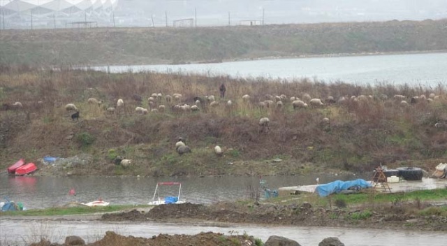 Trabzon&#039;da boş kalan sahiller koyun sürüsüne kaldı