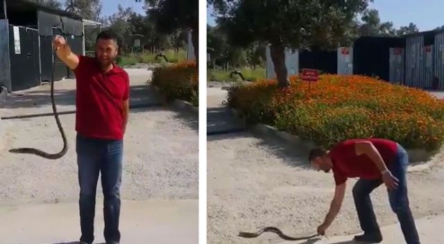 Bahçesine giren yılanı eliyle yakaladı