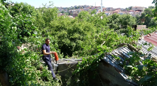 Beykoz&#039;da yarım asırlık dut ağacı binanın üzerine devrildi