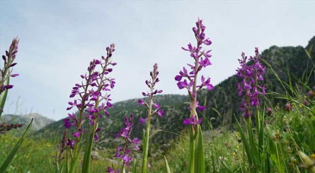 Çiçek açan &quot;yabani orkideler&quot; görsel şölen sunuyor