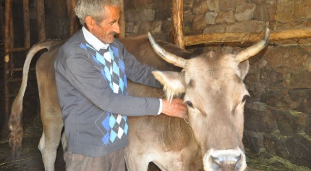 Hakkari&#039;de bataklığa saplanan inek kurtarıldı