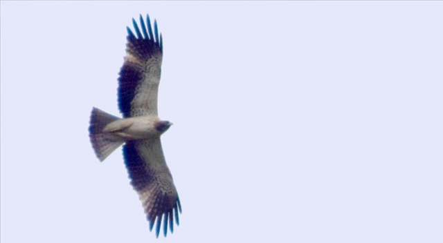 Hersek Lagünü&#039;nde 3 yeni kuş türü tespit edildi