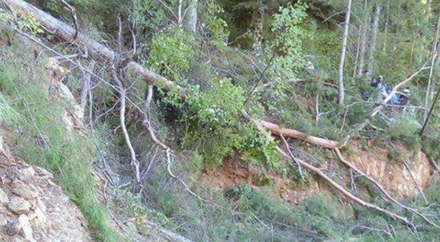 Orman işçisi kestiği ağacın altında kalarak hayatını kaybetti