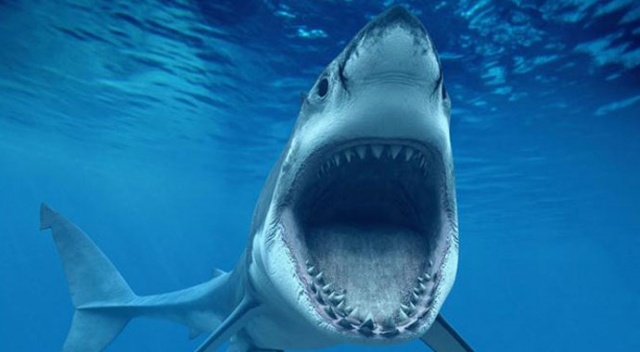 Avustralya’da sörfçü köpekbalığı saldırısında öldü