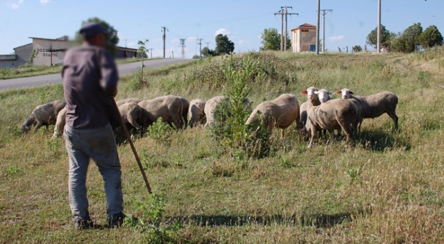 Koyunları otlatırken patlamamış top mermisi görünce şoke oldu