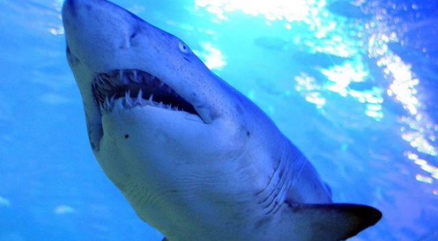 Avustralya&#039;da köpek balığı saldırısına uğrayan sörfçü hayatını kaybetti