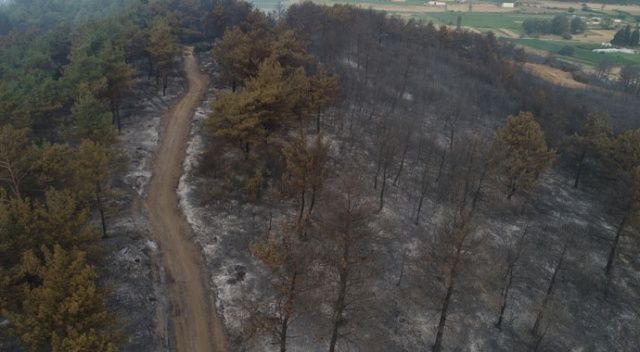 Bakan Pakdemirli: Gelibolu Yarımadası&#039;nda çıkan orman yangını kontrol altına alındı