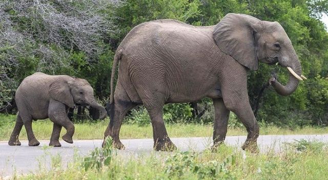 Botsvana&#039;da yüzlerce filin gizemli ölümü