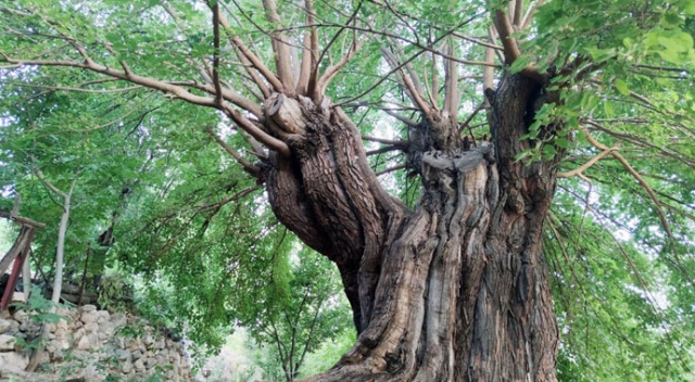 Dedelerinin dedeleri dikti, asırlık ağaçlar halen dut veriyor