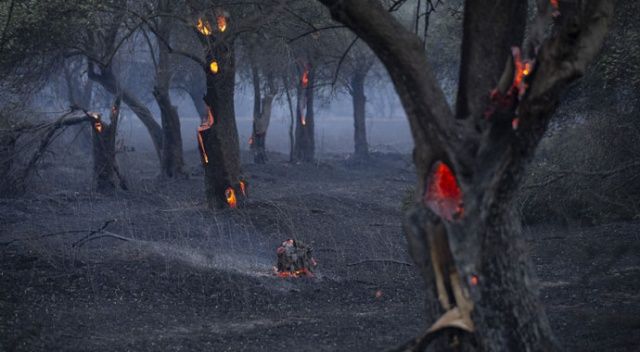 Gelibolu Yarımadası&#039;nda çıkan orman yangını kontrol altına alındı