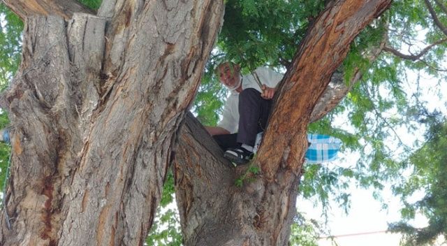 Oturacak yer bulamayan adam ağaca çıktı
