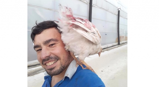 Tavuk hobisi ölümüne sebep oldu
