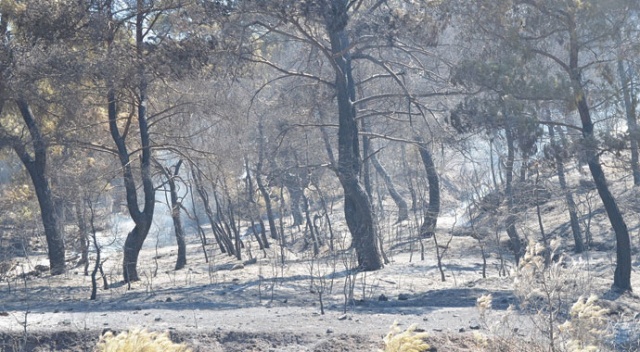 4 gündür sürüyor! Manisa&#039;daki orman yangını tamamen kontrol altına alındı