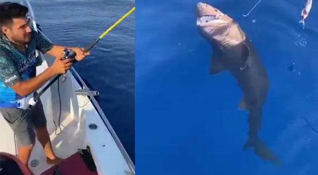 Amatör balıkçıların oltasına köpek balığı takıldı