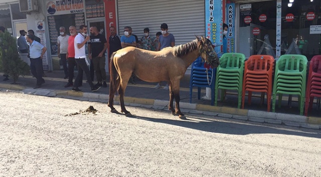 Nusaybin’de ürken at çarşı merkezini birbirine kattı