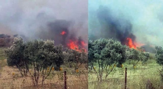 Tekirdağ’da korkutan yangın: 100 dönüm zeytinlik alan cayır cayır yandı