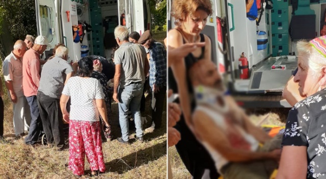 Tunceli&#039;de ayı saldırısında bir kişi yaralandı