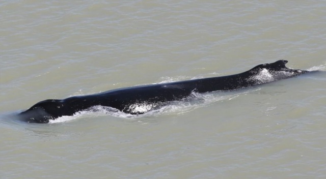 Avustralya&#039;da göç yolunu kaybeden 16 metrelik dev balinalar timsahlarla dolu nehre girdi