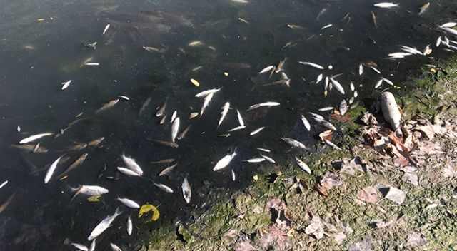 Bartın Irmağı&#039;nda yüzlerce balık ölüsü kıyıya vurdu