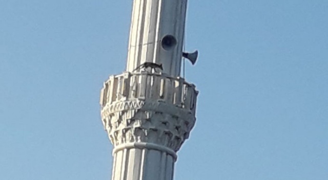 Cami minaresinde dolaşan tilki görenleri şaşırttı