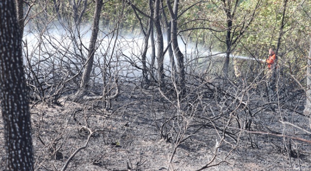Kocaeli’nin 11 bölgesinde orman yangınları çıktı