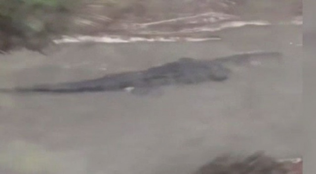 Sally Kasırgası&#039;nın vurduğu Alabama’da dev timsahlar sokağa indi